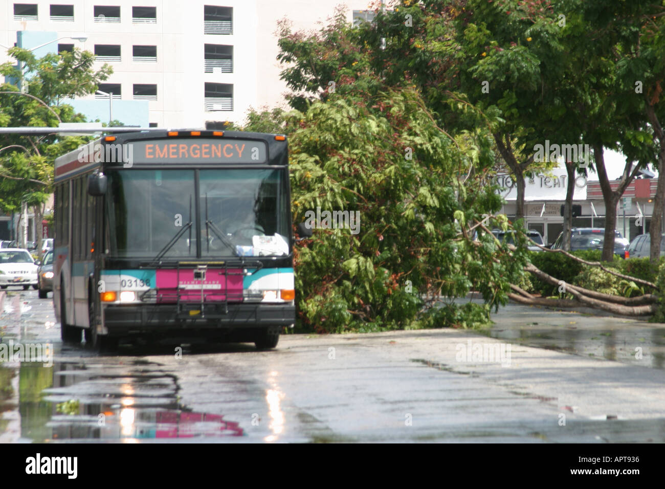 Miami Beach Florida, Washington Avenue, albero distrutto da raffiche di vento da alimentatore band come tempo, l'uragano Frances si avvicina, traffico bloccato, tempo, Hu Foto Stock
