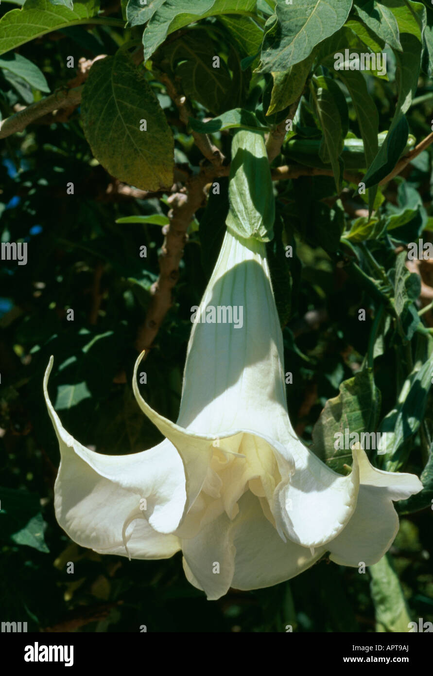 Datura candida attraente bianco mantello di ballo Foto Stock