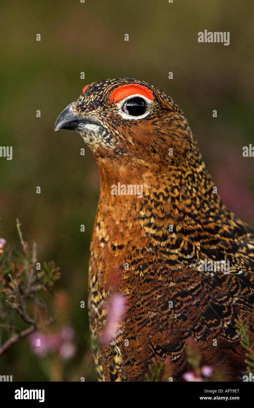 Red Grouse su Heather in fiore Lagorus lagopus Foto Stock