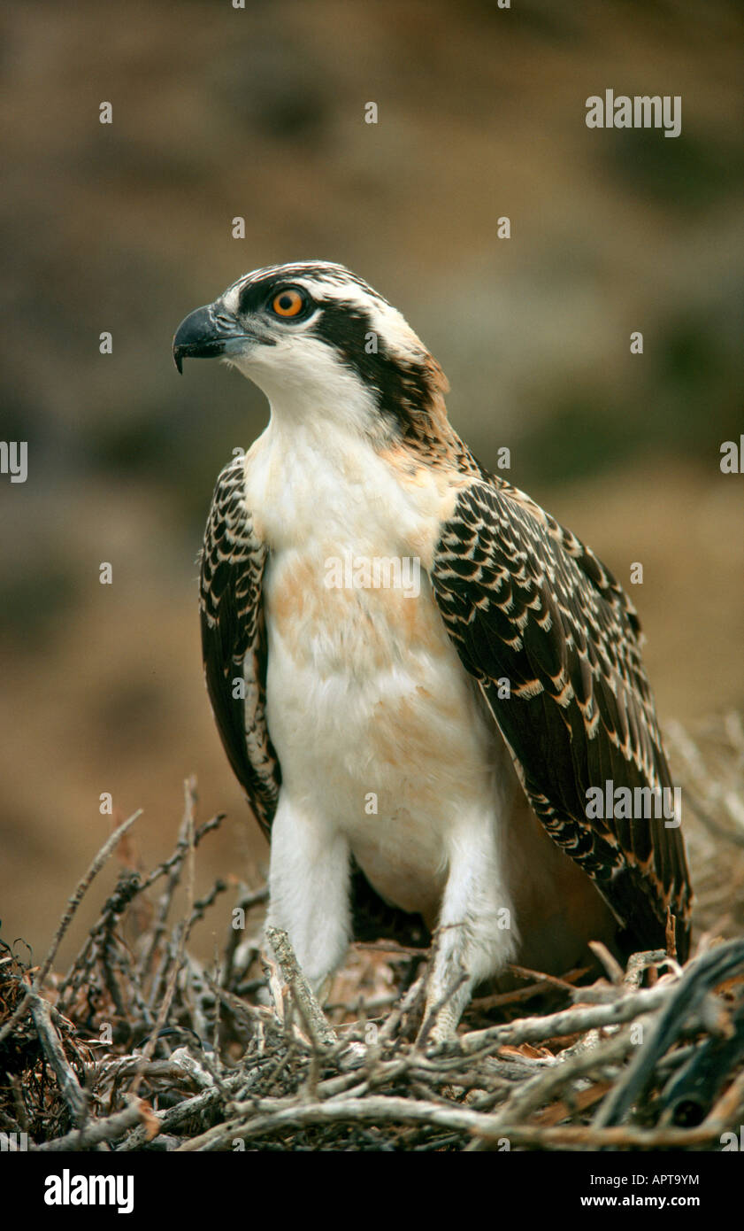 Osprey su nest Pandion haliaetus San Benitos Baja Messico Foto Stock
