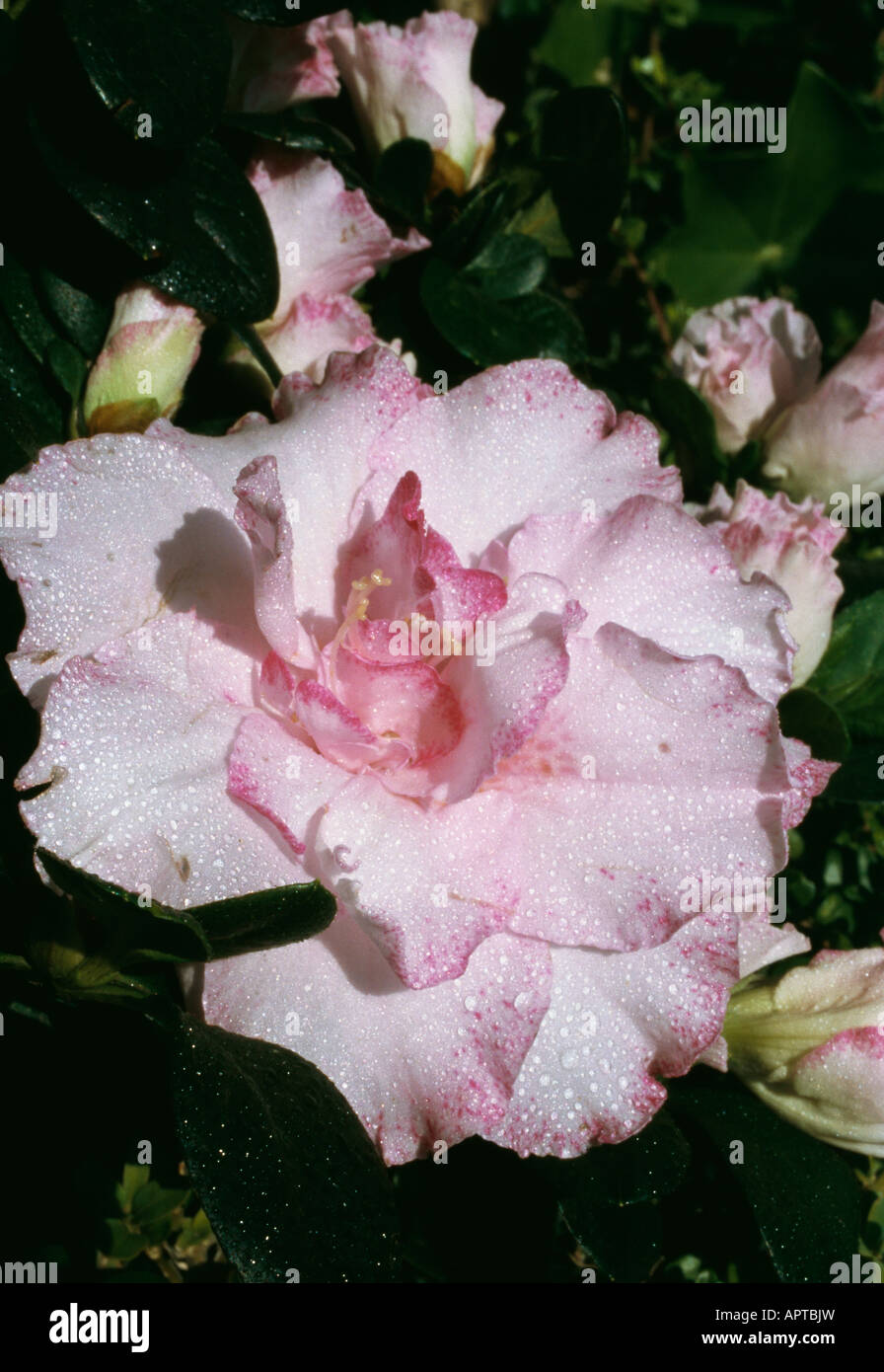 Azalea Rhododendron gara femminile rosa potenziata con un bordo di colore viola Foto Stock