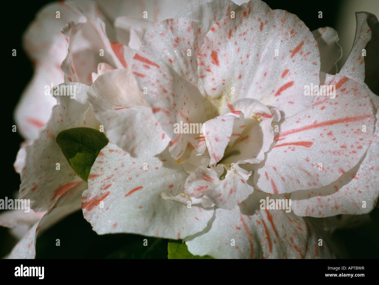 Azalea Rhododendron bianco rosso vene e chiazzata petali iridescenti incantevole Foto Stock