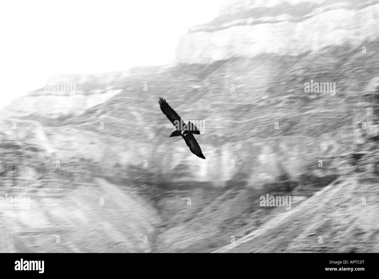 RAVEN BATTENTI ALL'INTERNO DEL GRAND CANYON SOUTH KAIBAB TRAIL GRAND CANYON ARIZONA Foto Stock