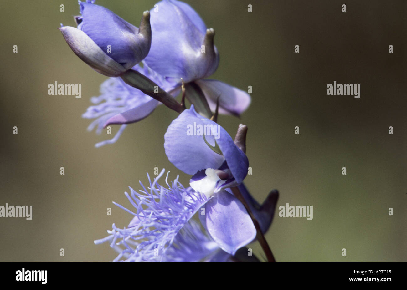 Il Malawi Africa Orientale fiore nel Nyika Parco Nazionale Foto Stock