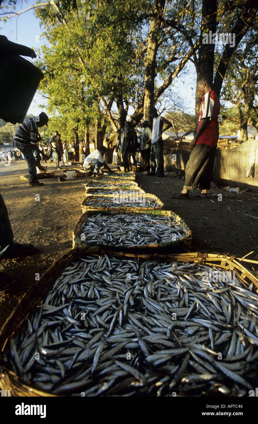 Il Malawi Africa Orientale Nkhata Bay ceste colme di pesci in attesa per il trasporto a Mzuzu market Foto Stock