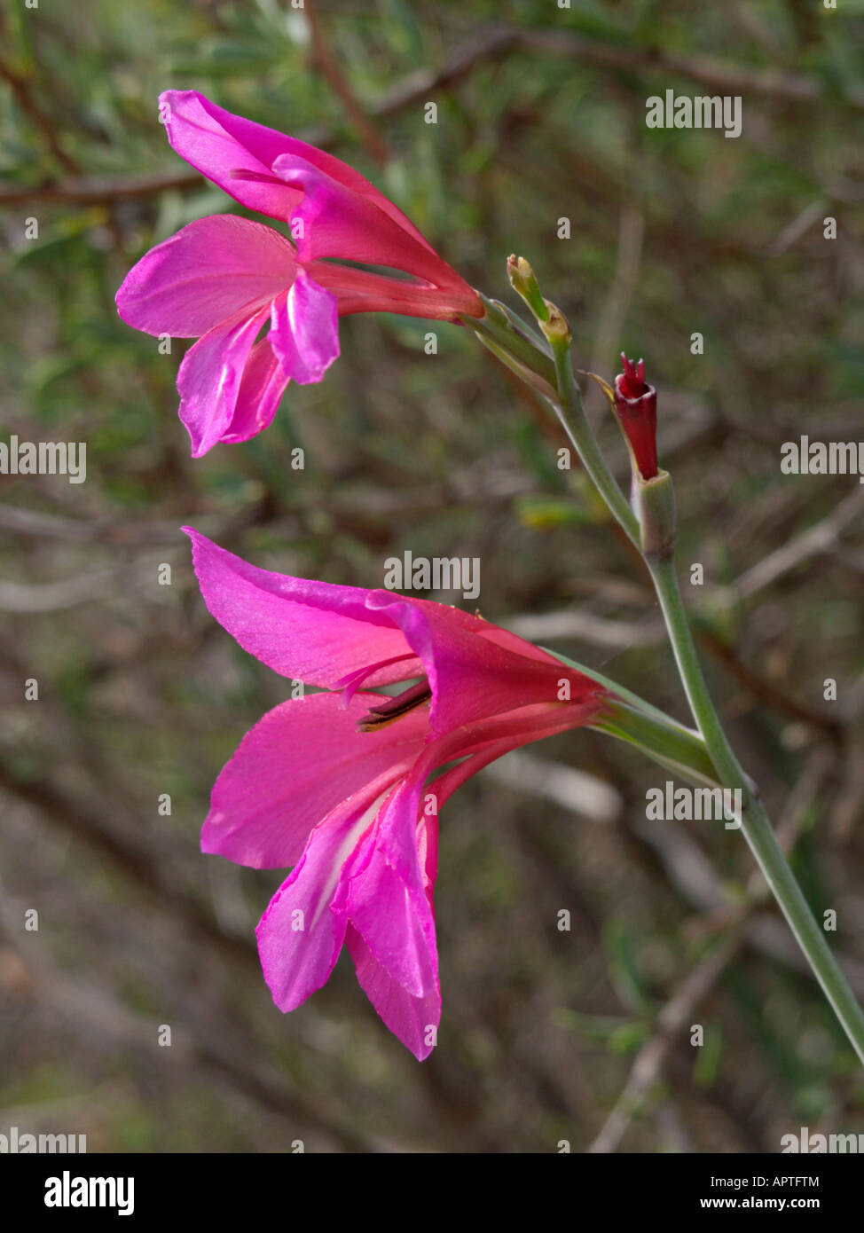 Wild gladiolus (gladiolus illyricus) Foto Stock