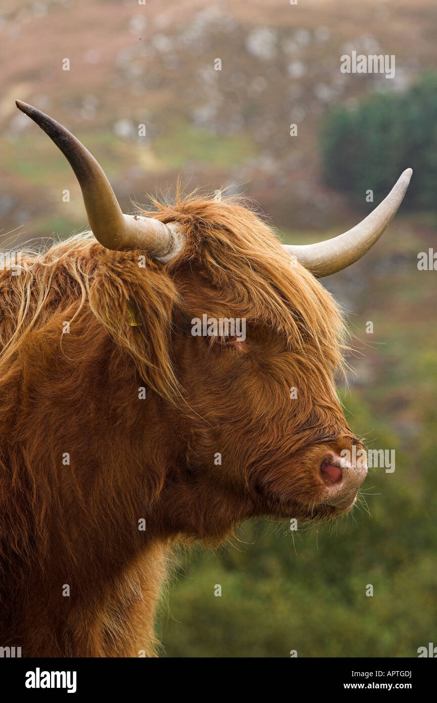 Highland mucca Perthshire Foto Stock