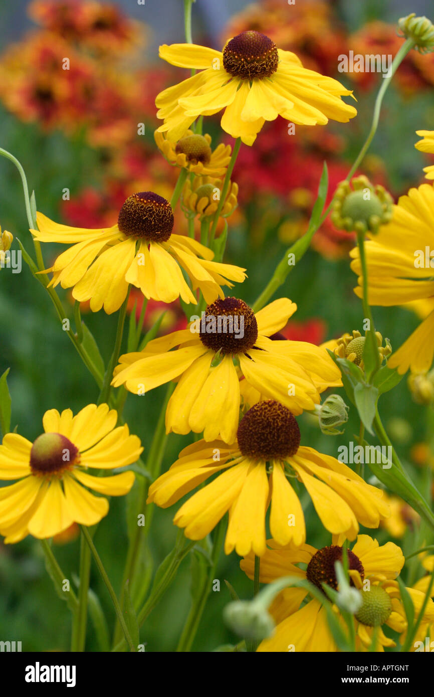 HELENIUM ESTATE CERCHIO Foto Stock