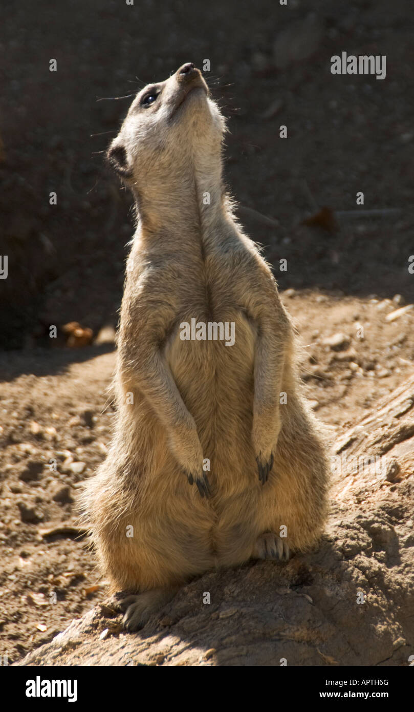 California Santa Barbara Zoo slanciata Meerkat codato Suricata suricatta Foto Stock