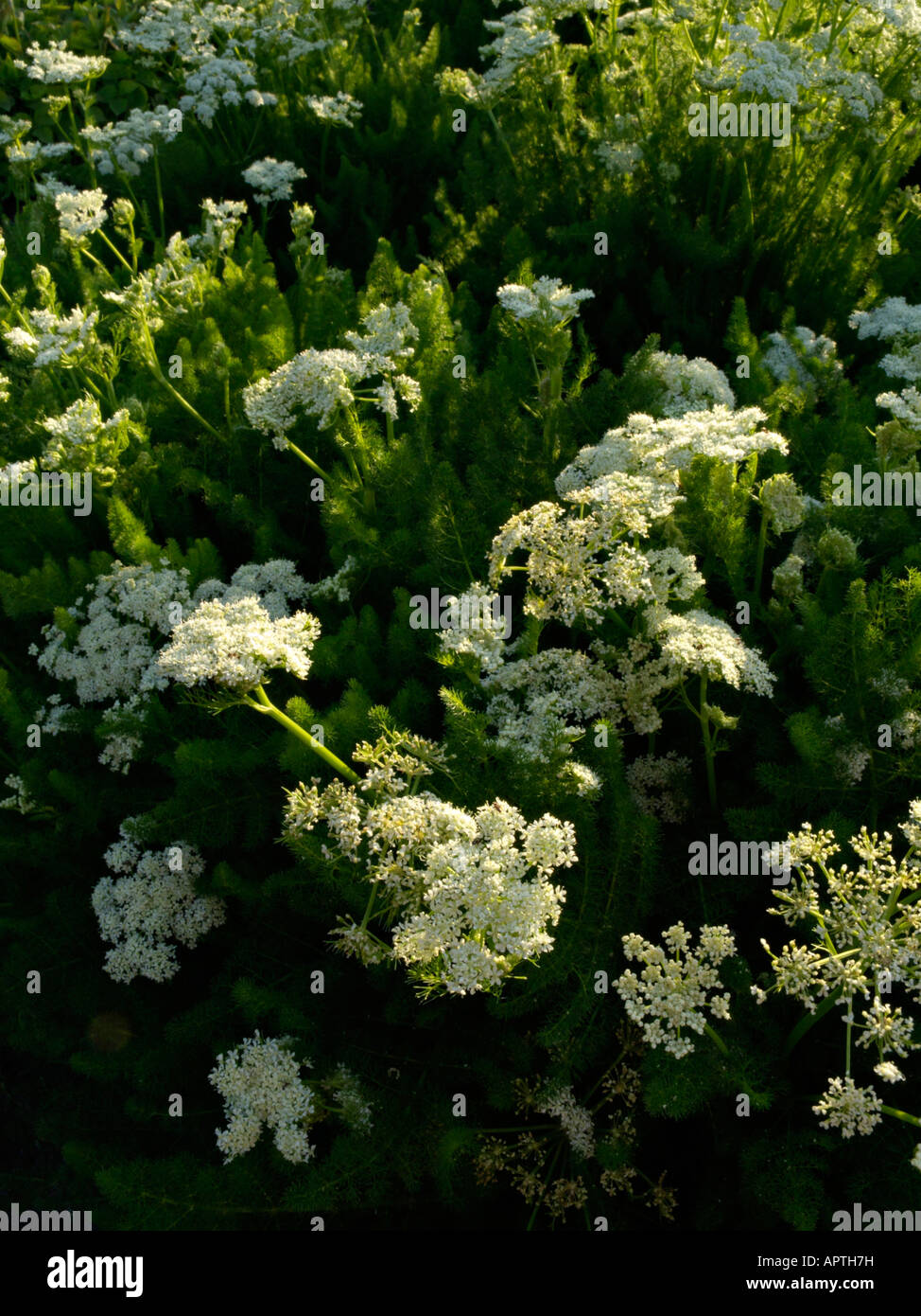 Bearwort (meum athamanticum) Foto Stock