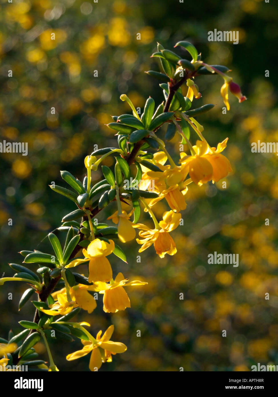 Crespino (berberis x stenophylla) Foto Stock