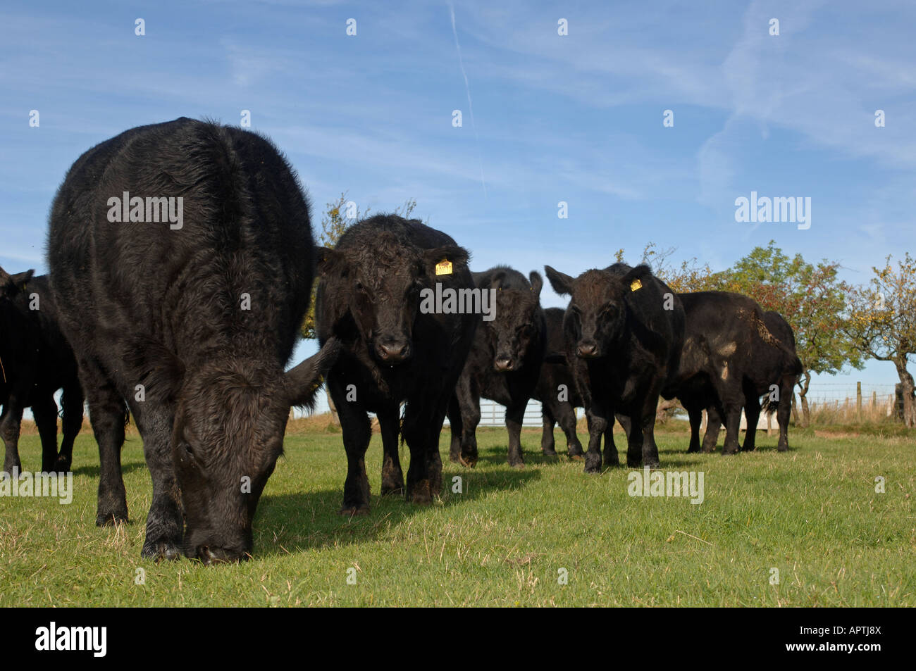 Aberdeen Angus bestiame nel campo inizio autunno Cumbria Foto Stock
