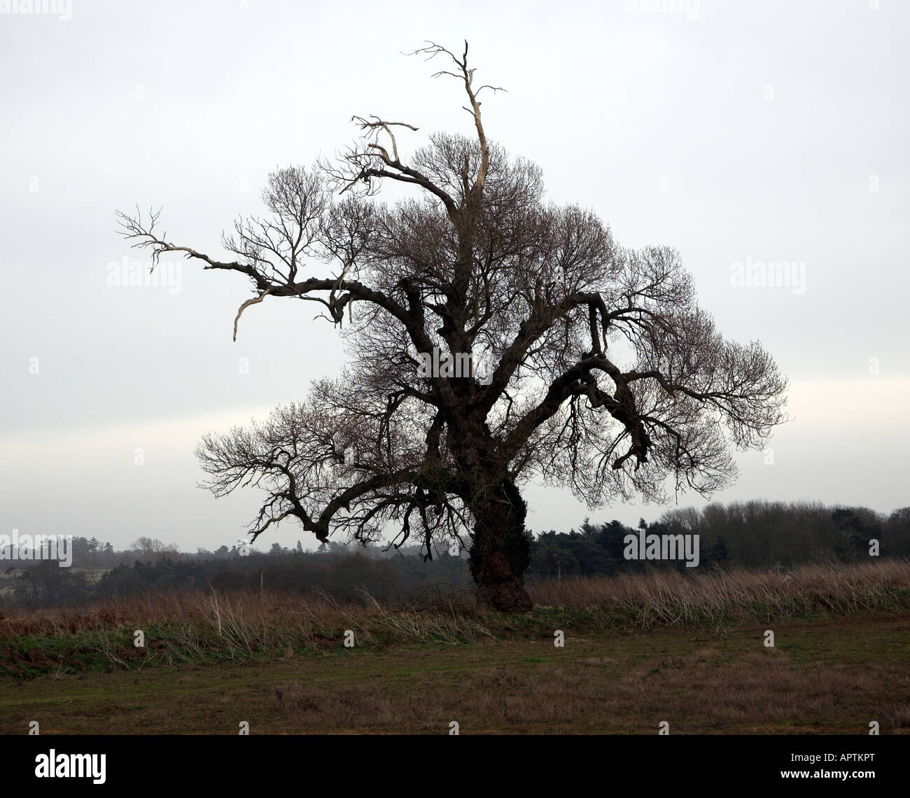 Nativo di inglese nero pioppo Populus nigra, Butley, Suffolk, Inghilterra Foto Stock