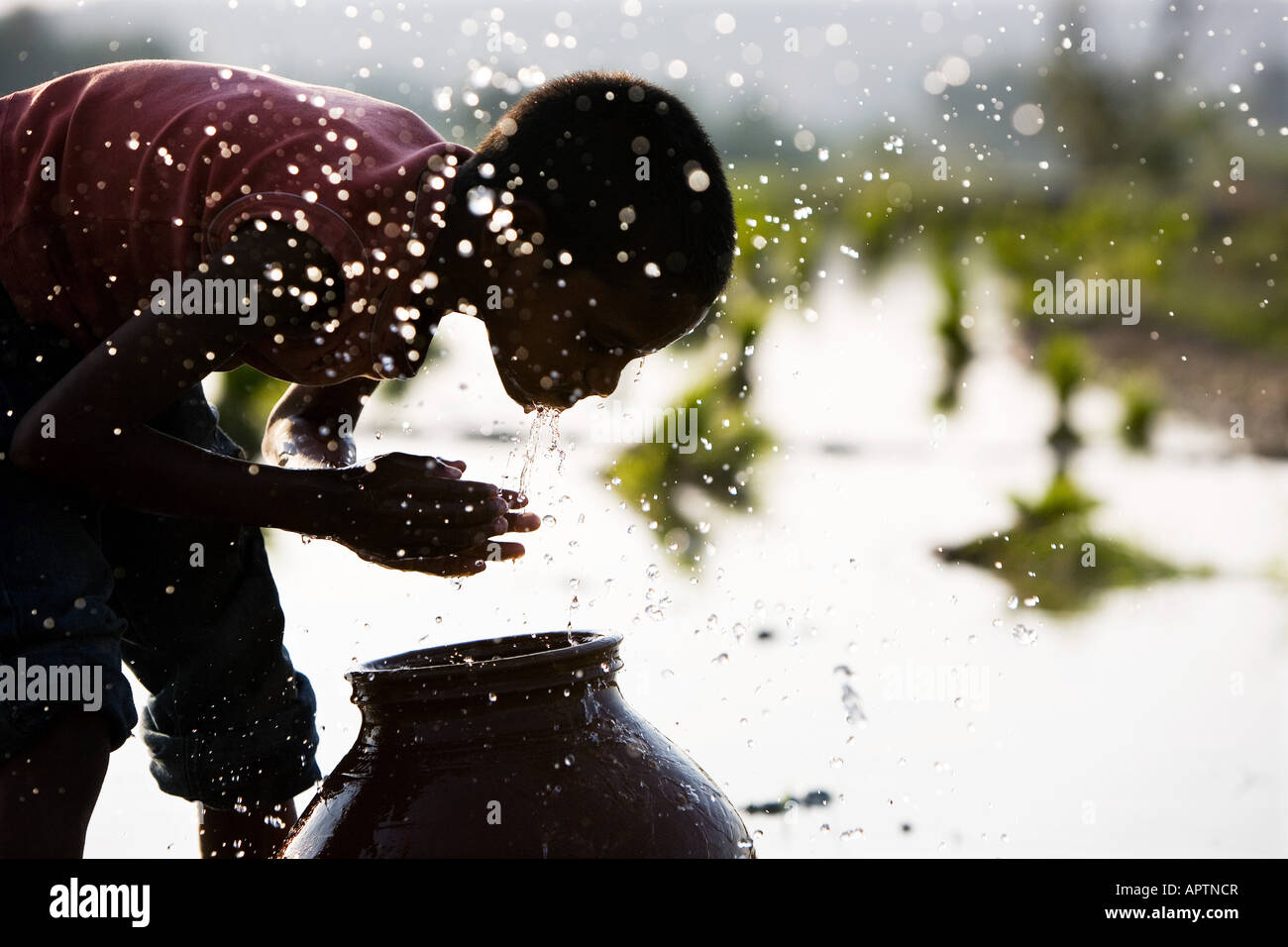 Silhouette di un rurale villaggio indiano boy volto di lavaggio da una pentola di creta accanto a un risone campo. Andhra Pradesh, India Foto Stock