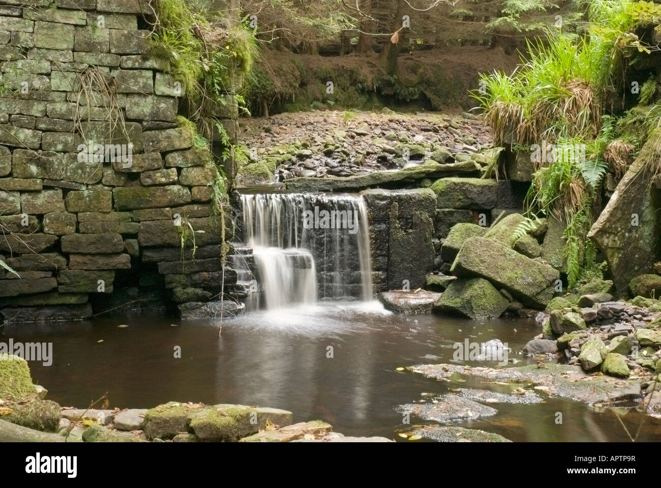 La cascata nel bosco Allenhead, Northumberland, Inghilterra Foto Stock