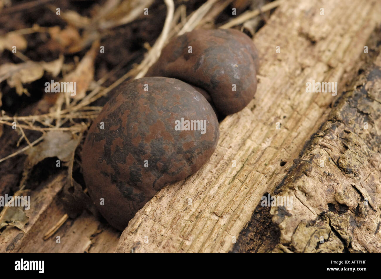 I crampi sfere o King Alfred's Torte, daldinia concentrica Foto Stock