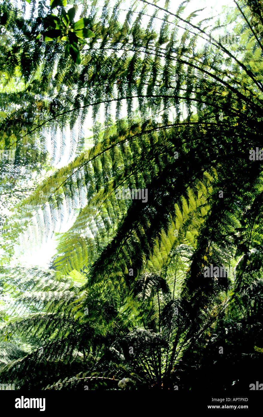 La felce bracken freno giardino organico botanie impianto Foto Stock