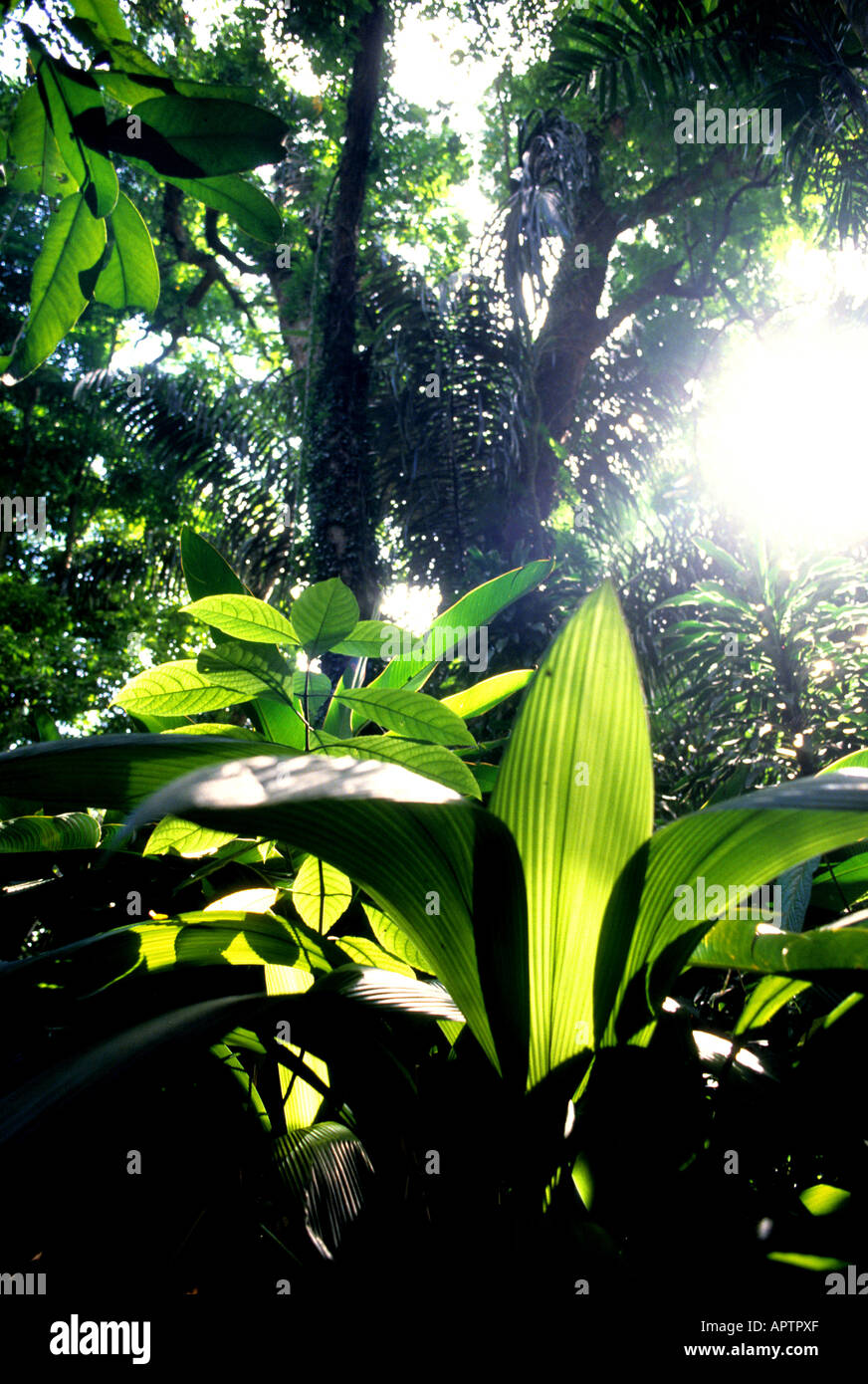 La felce bracken freno giardino organico botanie impianto Foto Stock