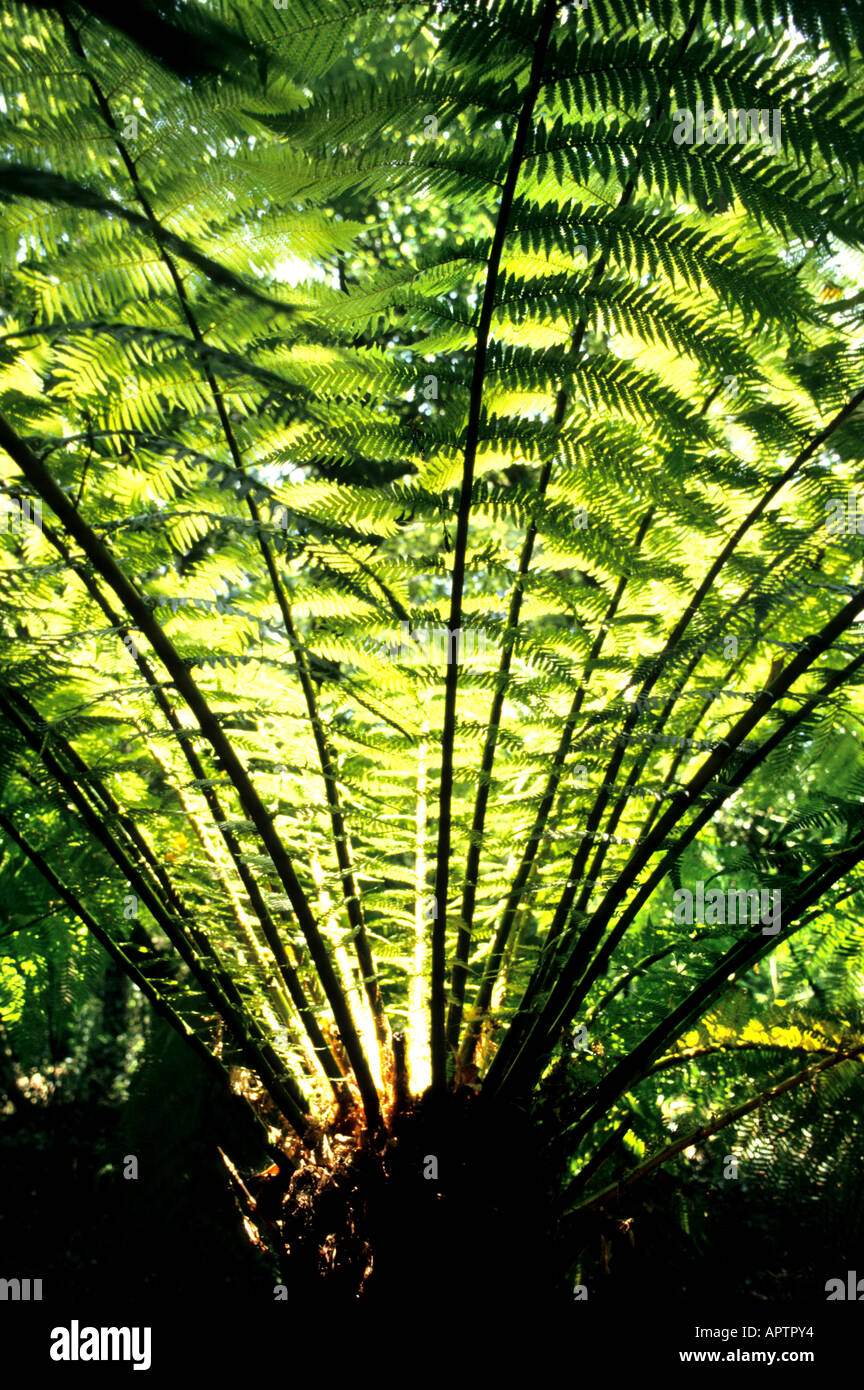 Bracken felce rganic freno botanie garden Foto Stock