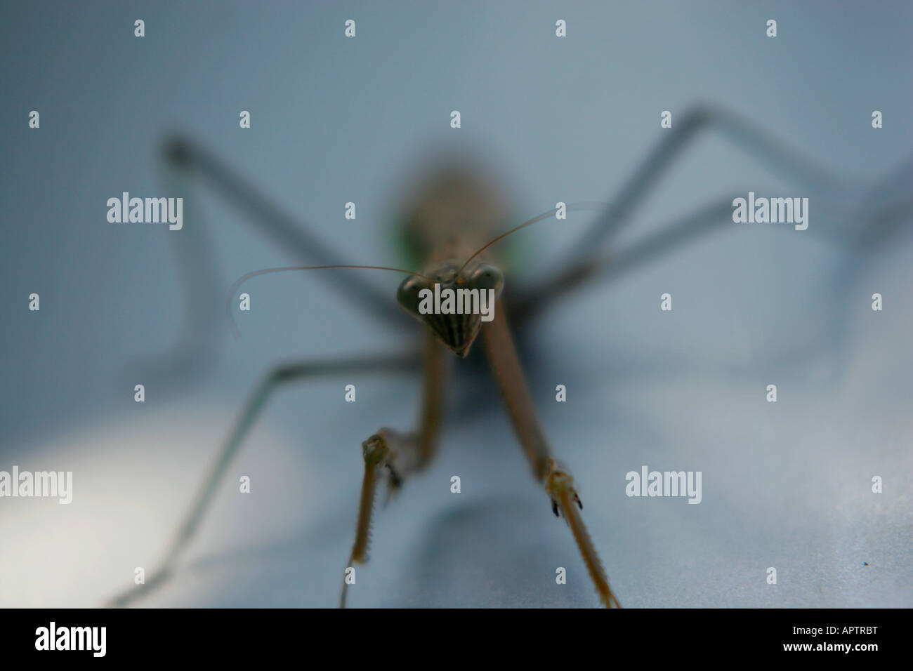 Dritto sulla ripresa di una mantide religiosa Foto Stock