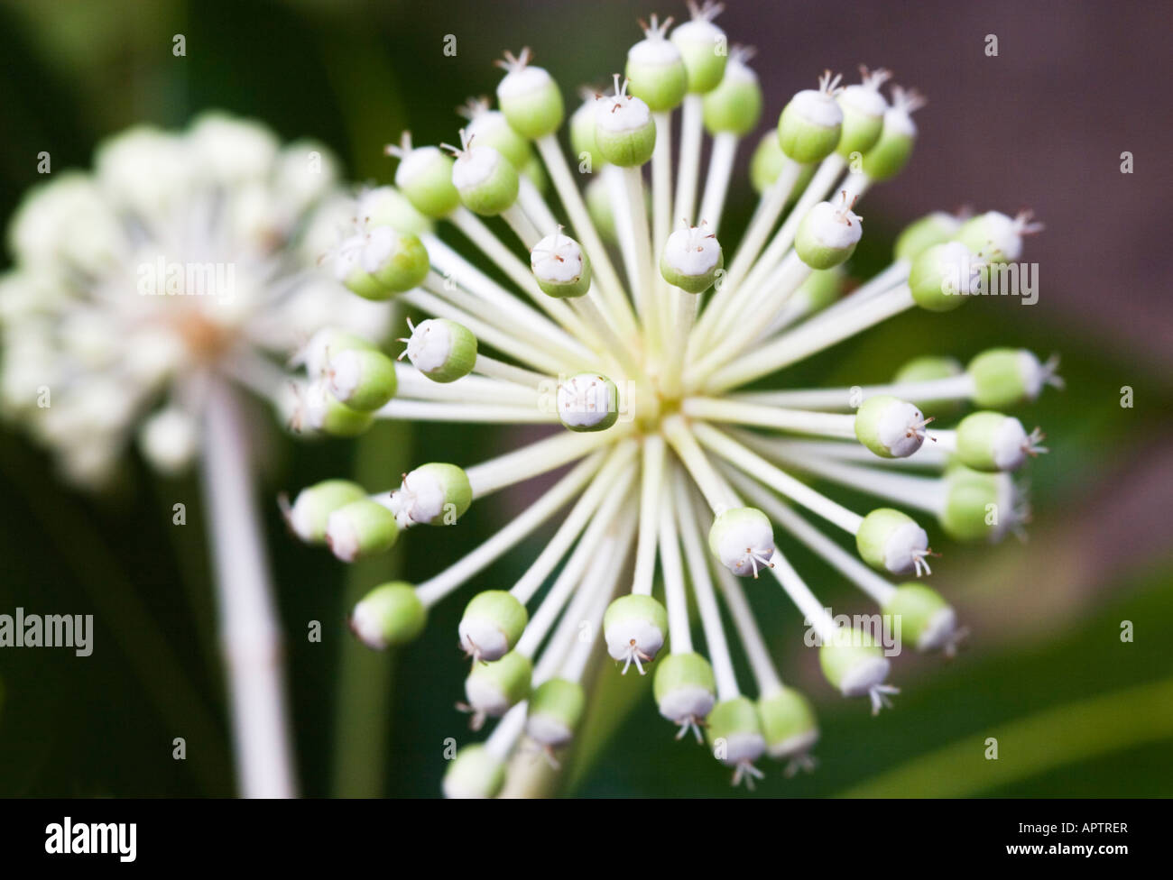 Fatsia japonica close-up Foto Stock