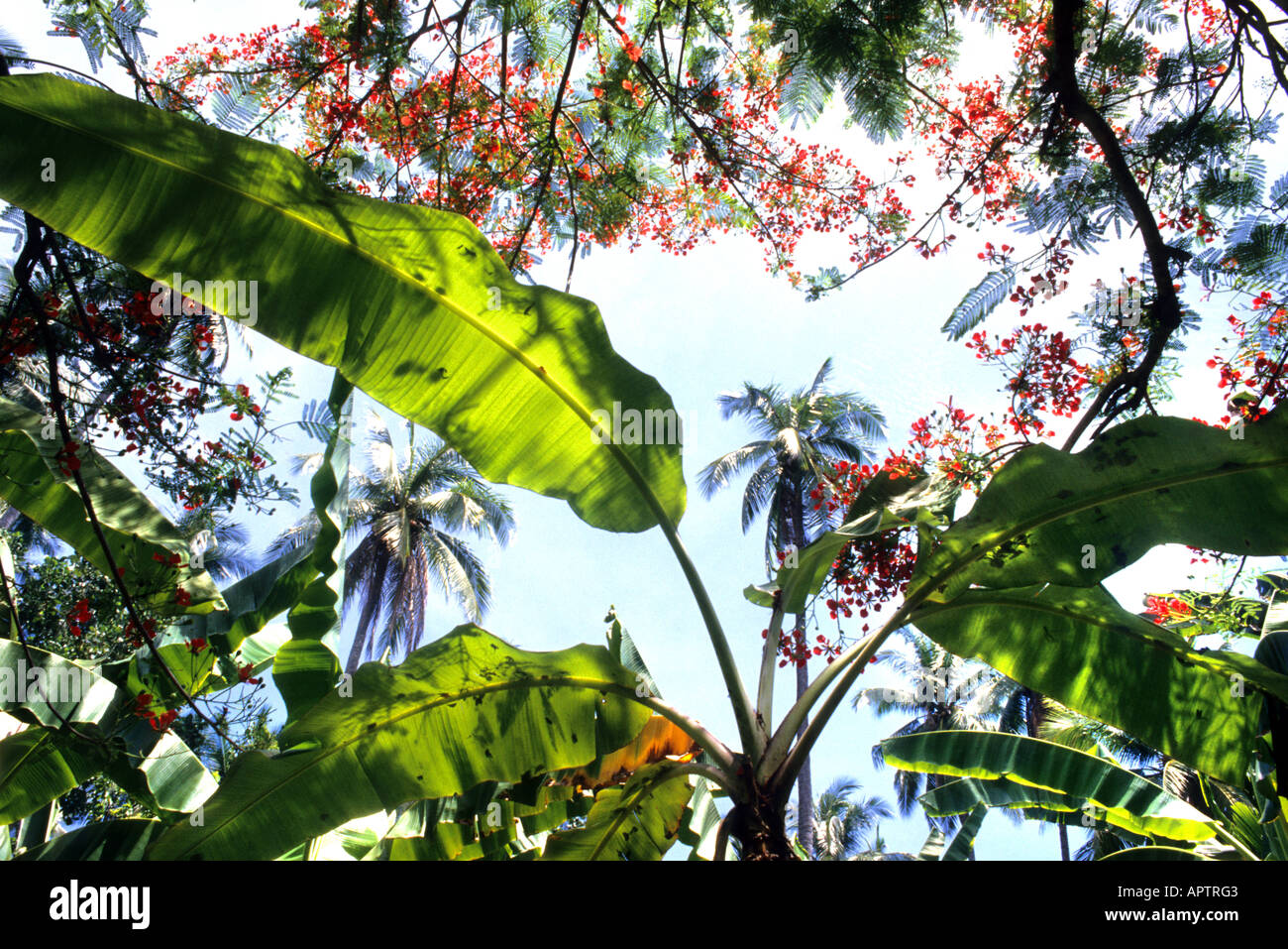 Fiore fiori nel giardino biologico botanie sbocciare fiori Foto Stock