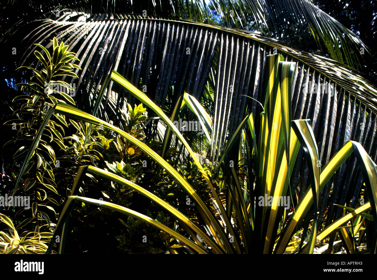 Fiore pianta fiori nel giardino biologico botanie Foto Stock