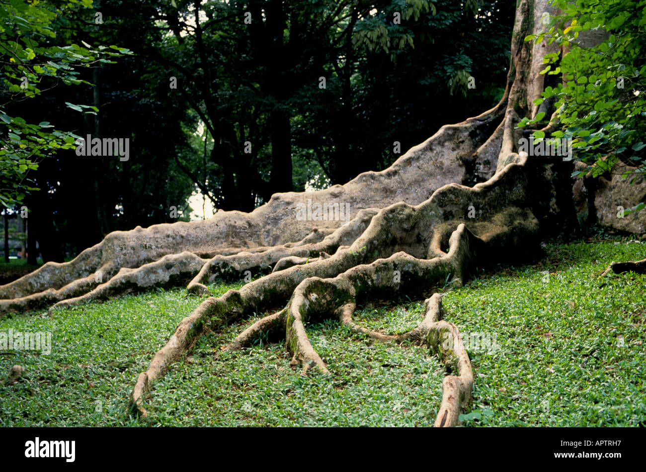 Albero indonesia organico botanie garden Foto Stock