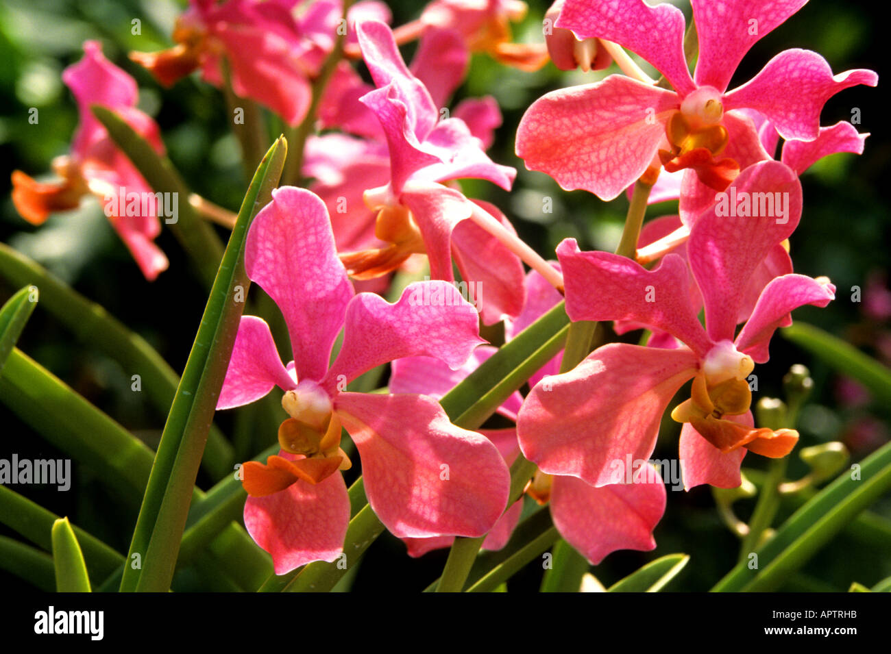 Cina Shanghai orchid orchidee fiore fiori organic botanico giardino cinese Foto Stock