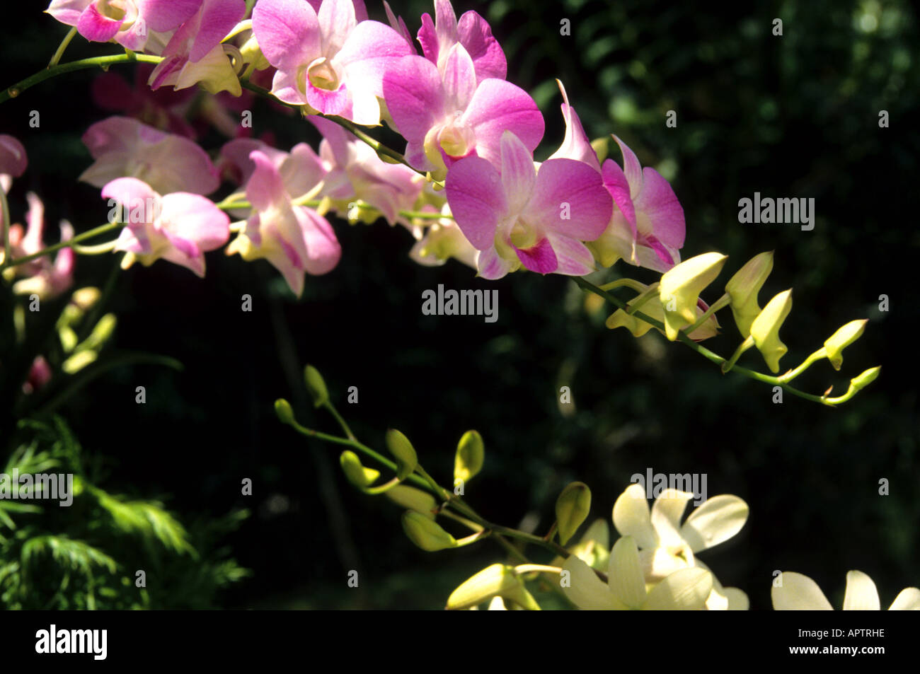 Cina Shanghai orchid orchidee fiore fiori organic botanico giardino cinese Foto Stock