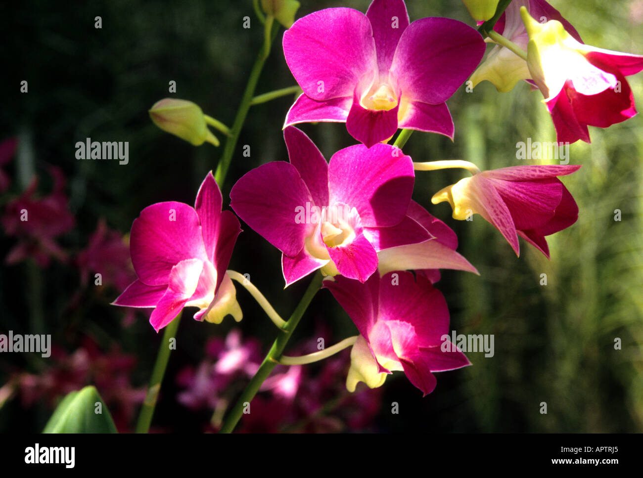Cina Shanghai orchid orchidee fiore fiori organic botanico giardino cinese Foto Stock