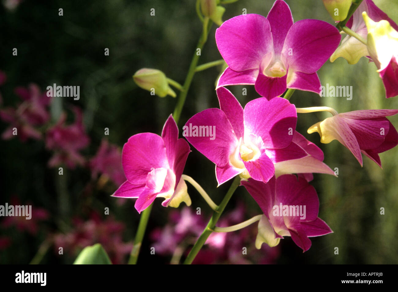 Cina Shanghai orchid orchidee fiore fiori organic botanico giardino cinese Foto Stock