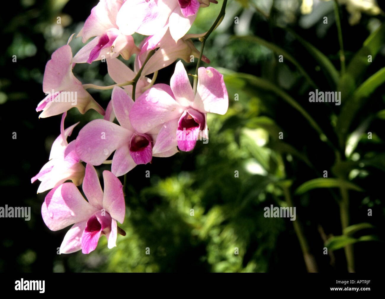 Cina Shanghai orchid orchidee fiore fiori organic botanico giardino cinese Foto Stock