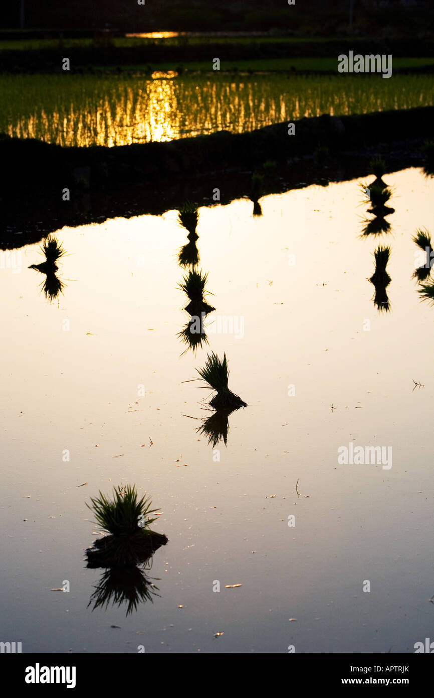 Grumi di piante di riso in attesa di essere piantato in un invaso risone al tramonto nella rurale campagna indiana. Andhra Pradesh, India Foto Stock