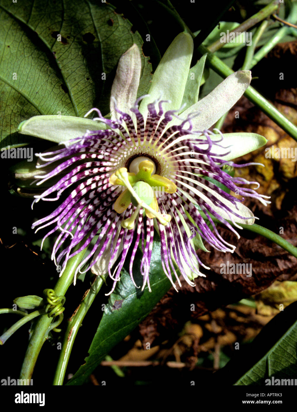 Cina Shanghai orchid orchidee fiore fiori organic botanico giardino cinese Foto Stock