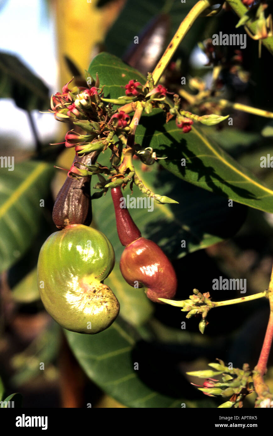 La deliziosa anacardi giardino organico botanie tropico tropicale Foto Stock