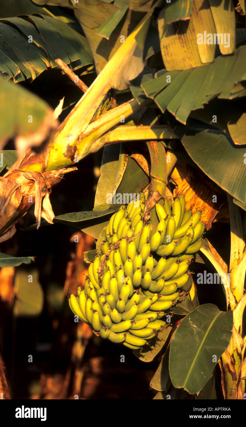 Banana organici ad albero giardino tropicale botanie tropic Foto Stock