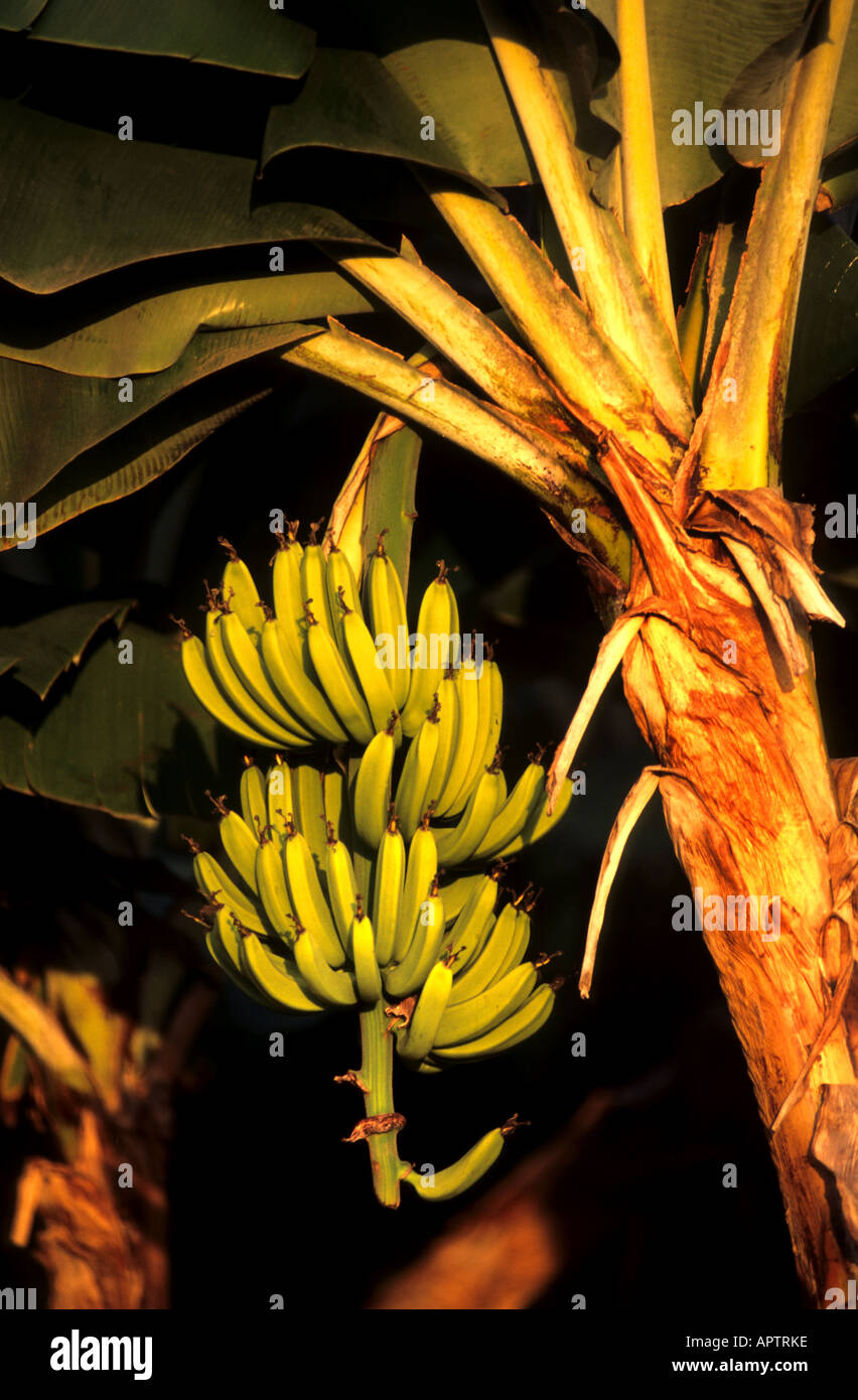 Banana organici ad albero giardino tropicale botanie tropic Foto Stock