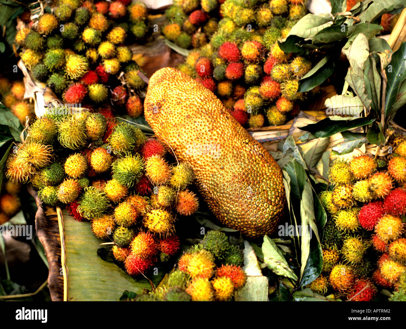Indonesia organica frutta giardino tropicale botanie tropic Foto Stock