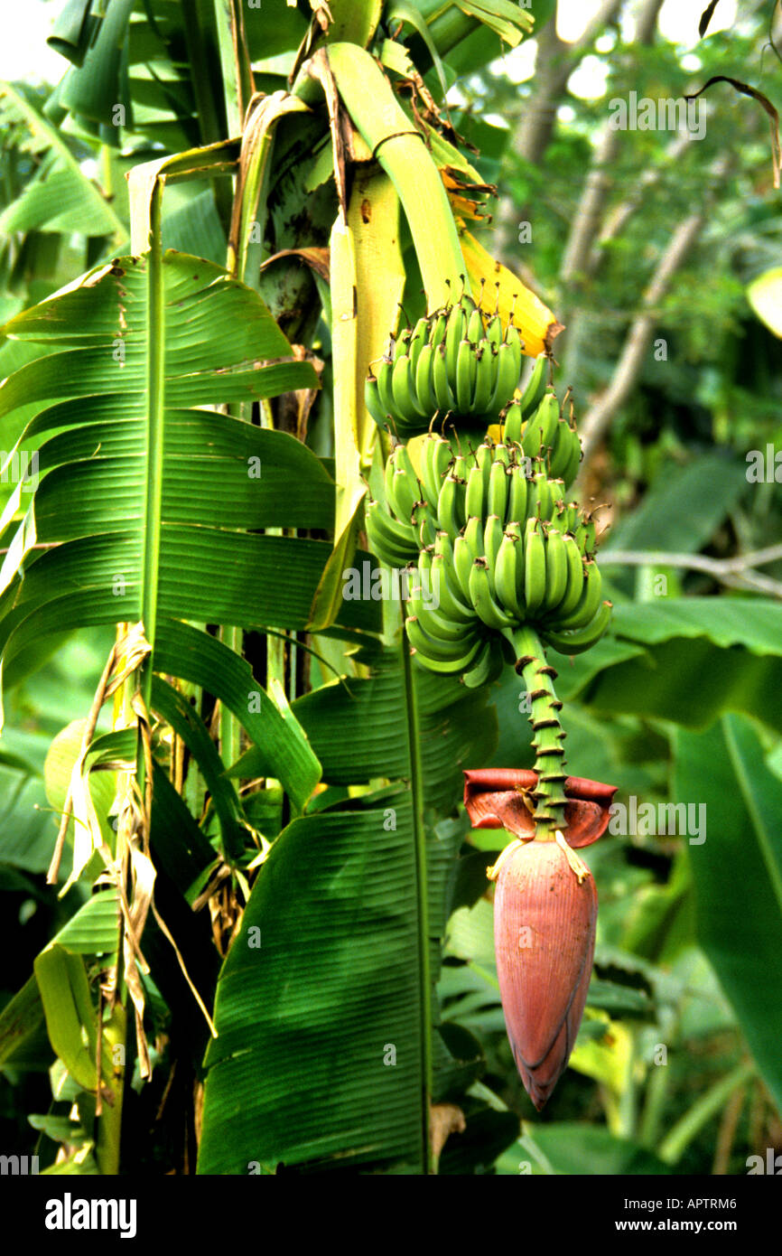 Banana organici ad albero giardino tropicale botanie tropic Foto Stock