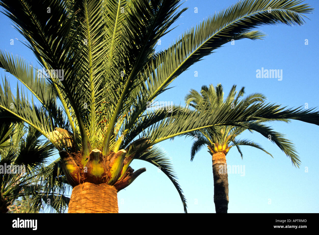 Palm tree organici di giardino tropicale botanie tropic Foto Stock