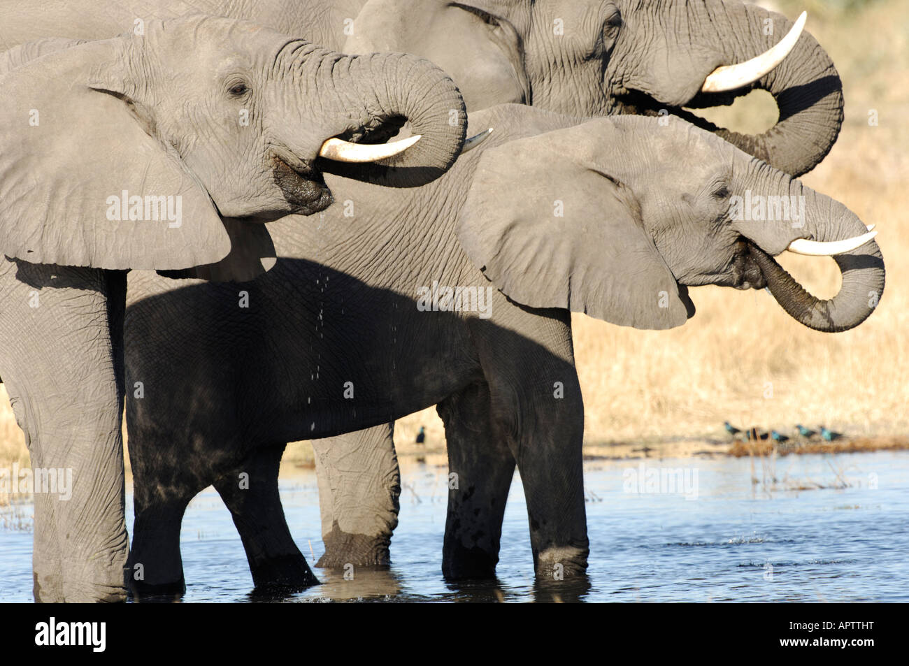 Foto di stock di tre elefanti acqua potabile, Linyanti riserva faunistica, Botswana. Foto Stock