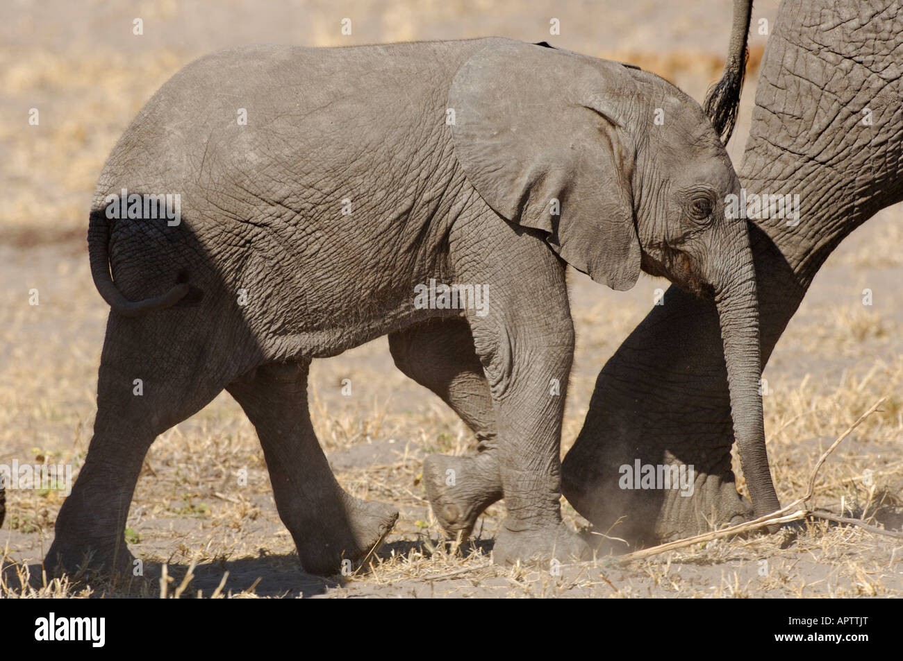 Foto di stock di un baby elephant seguendo la sua mamma, Linyanti riserva faunistica, Botswana. Foto Stock
