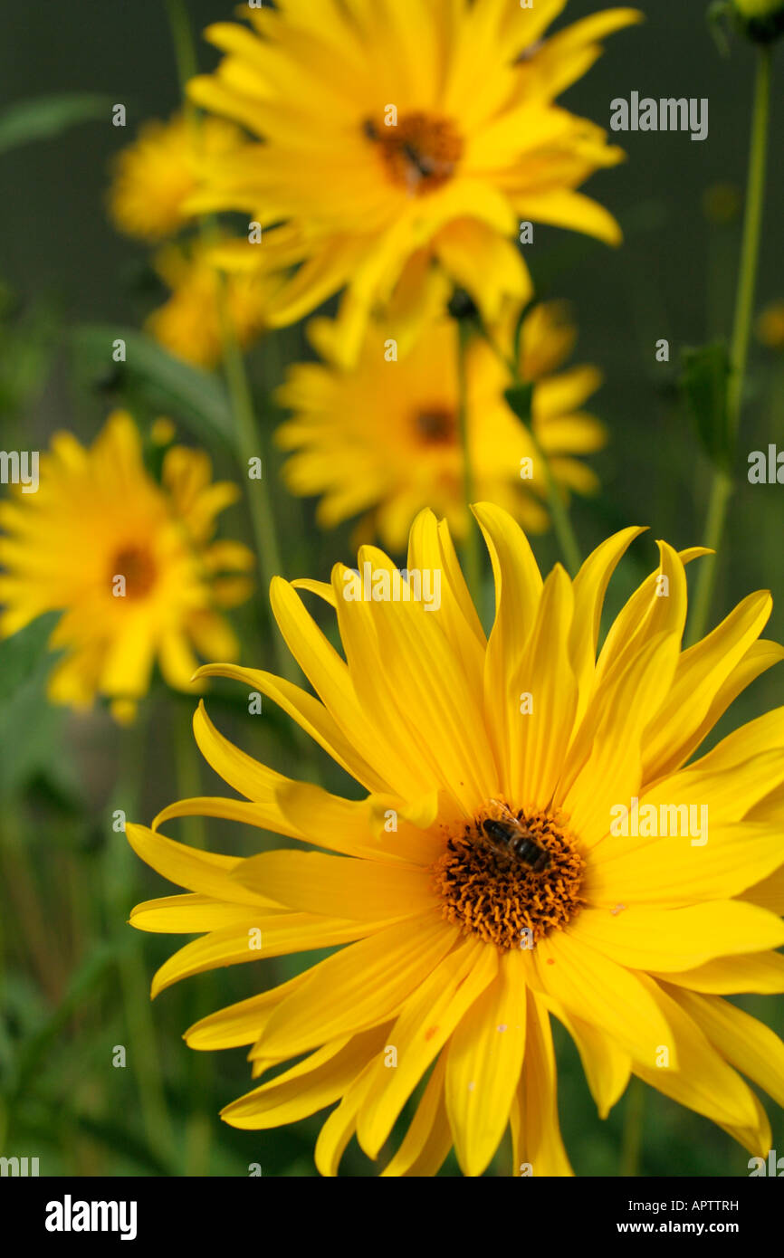 HELIANTHUS MONARCH a metà settembre Foto Stock