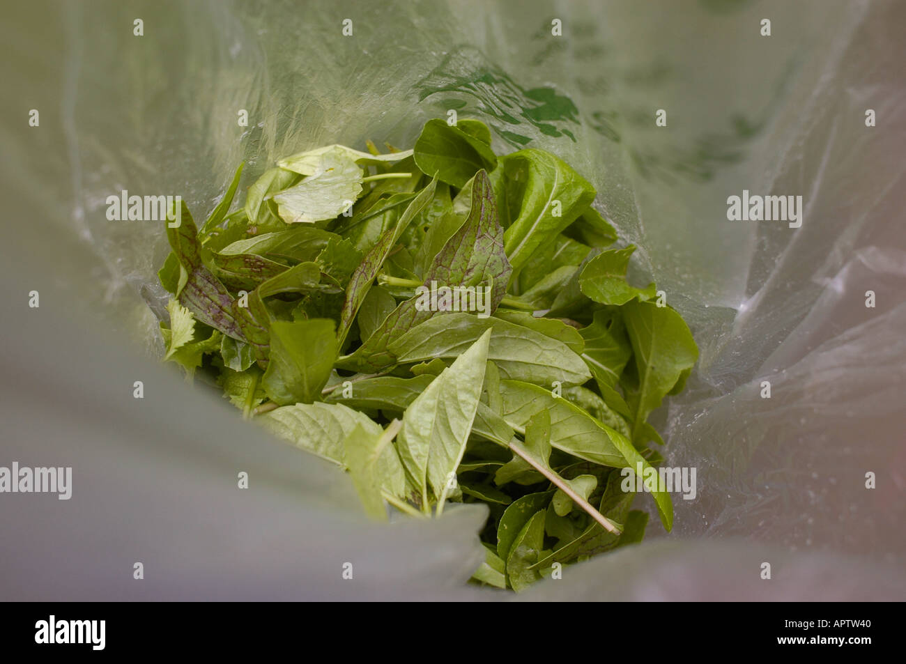 Verdure miste con lattuga in un negozio di alimentari producono in borsa Foto Stock