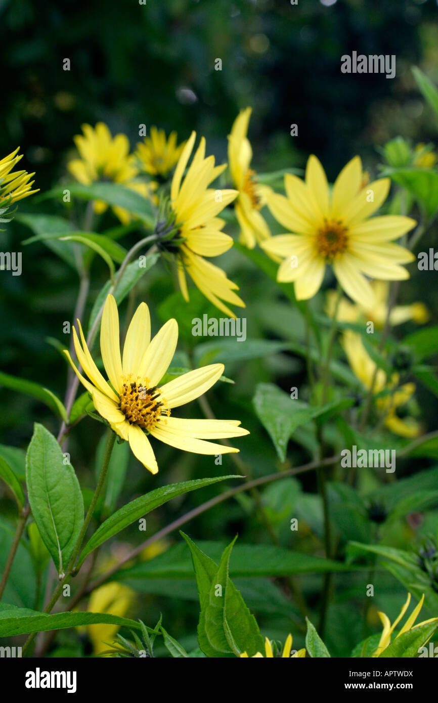 HELIANTHUS regina di limone a metà settembre Foto Stock
