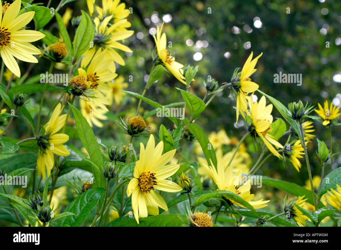 HELIANTHUS regina di limone a metà settembre Foto Stock