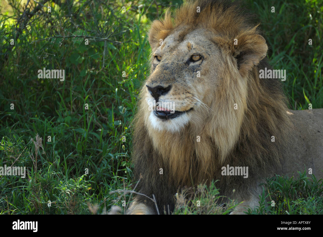 Lion close-up verticale, il Masai Mara, Kenya Foto Stock