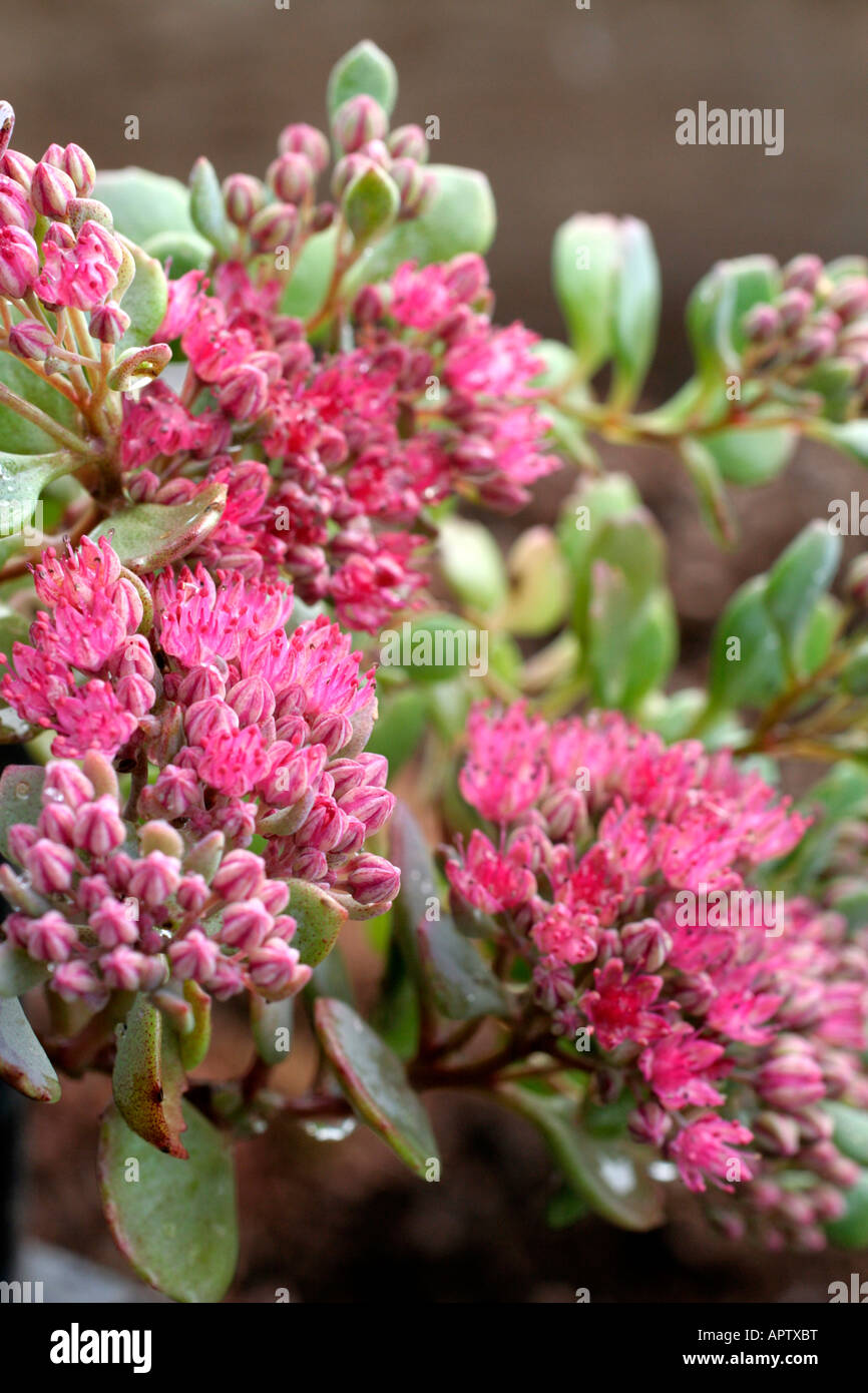 SEDUM LIDAKENSE metà settembre Foto Stock