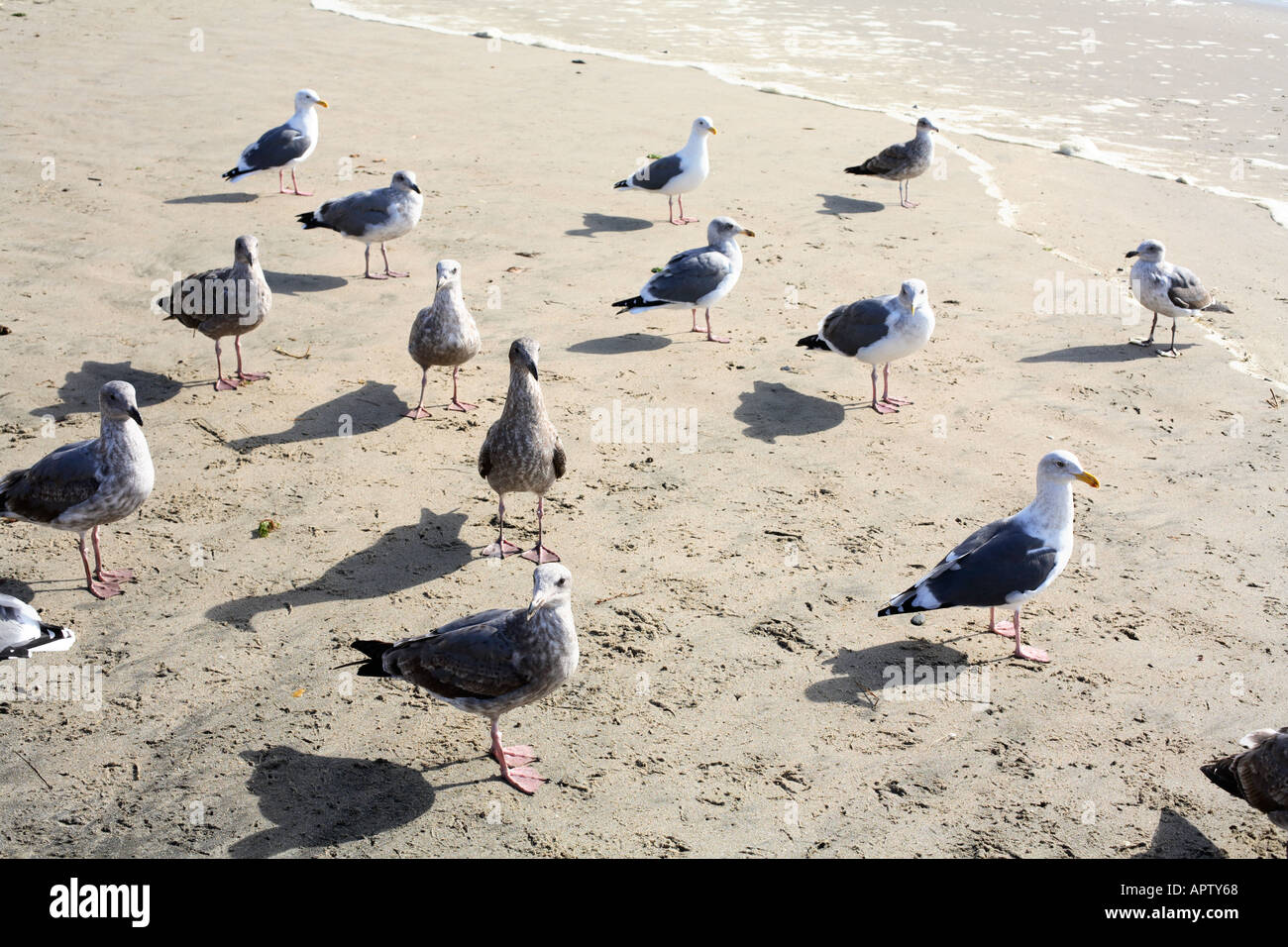 Gabbiani sulla spiaggia Foto Stock